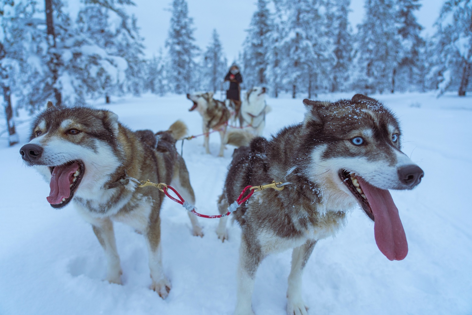 salla laponia diciembre